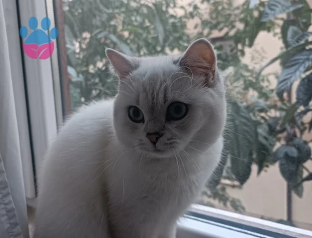 Kızımız Sütlaç'a damat arıyoruz