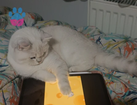 Kızımız Sütlaç'a damat arıyoruz