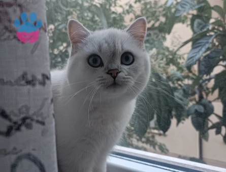 Kızımız Sütlaç'a damat arıyoruz