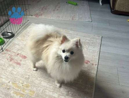 Oğlumuza dişi eş arıyoruz