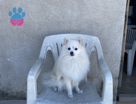 Oğlumuza dişi eş arıyoruz