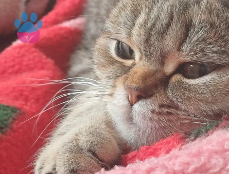 Minik kızımızı çiftleştirmek istiyoruz