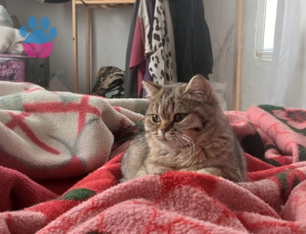 Minik kızımızı çiftleştirmek istiyoruz