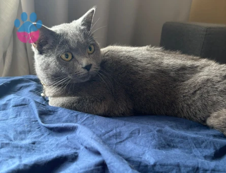 1,5 yaşındaki British Shorthair Kızımıza eş arıyoruz