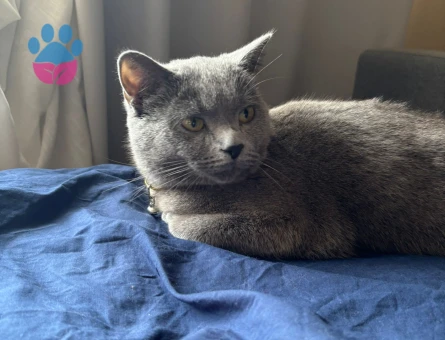 1,5 yaşındaki British Shorthair Kızımıza eş arıyoruz