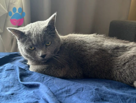 1,5 yaşındaki British Shorthair Kızımıza eş arıyoruz