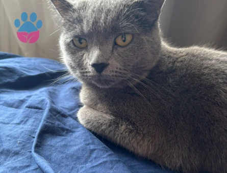 1,5 yaşındaki British Shorthair Kızımıza eş arıyoruz
