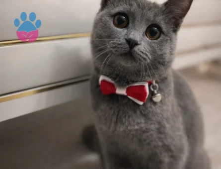 British Shorthair Prensesimize eş arıyoruz