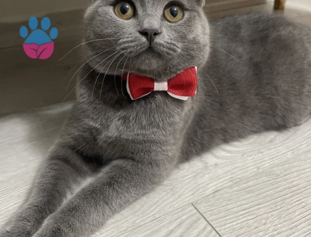 British Shorthair Prensesimize eş arıyoruz