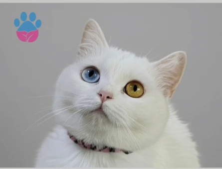 Odessa kızımıza ERKEK eş arıyoruz