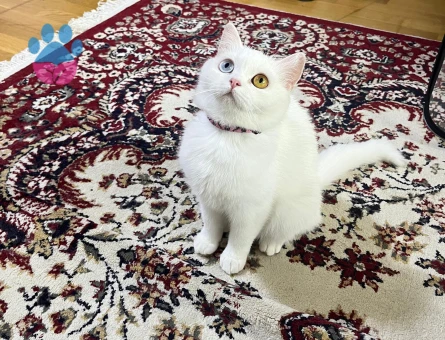 Odessa kızımıza ERKEK eş arıyoruz