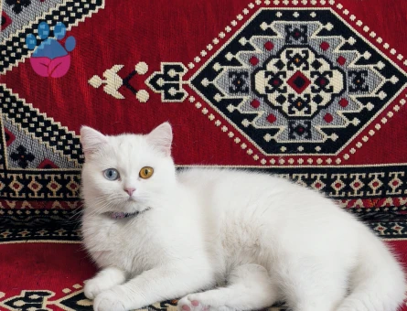 Odessa kızımıza ERKEK eş arıyoruz