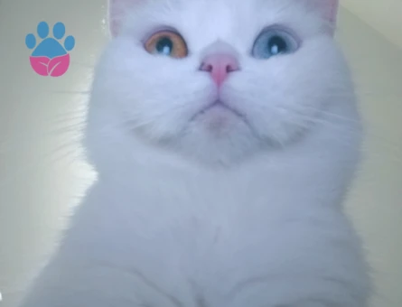 Odessa kızımıza ERKEK eş arıyoruz