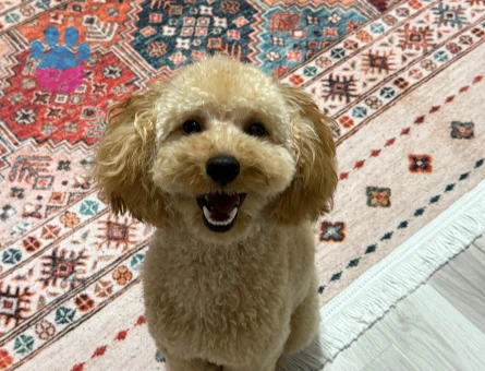 Toy poodle oğluma gelin arıyorum