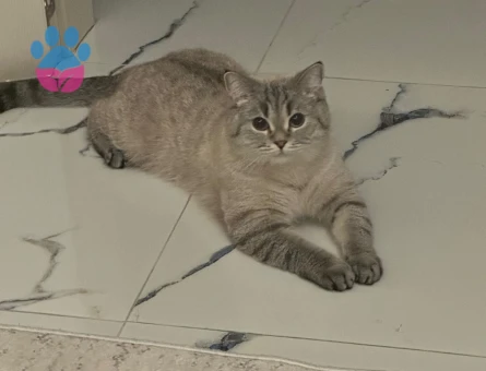 BRİTİSH SHORTHAİR ÇİFTLEŞTİRME İLANI