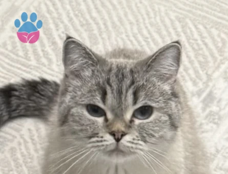 BRİTİSH SHORTHAİR ÇİFTLEŞTİRME İLANI