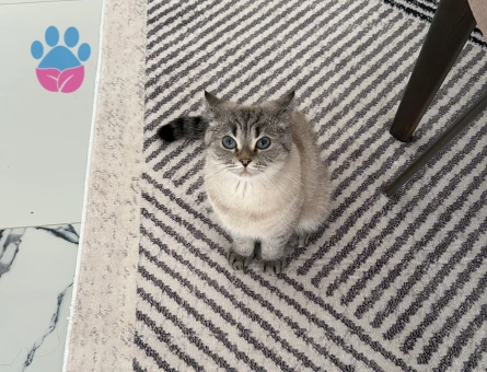 BRİTİSH SHORTHAİR ÇİFTLEŞTİRME İLANI