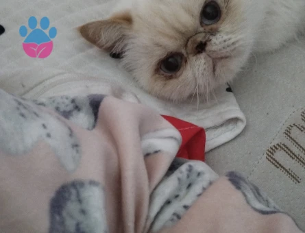 İran Kedisi 3 Yaşında Kızgınlıkta