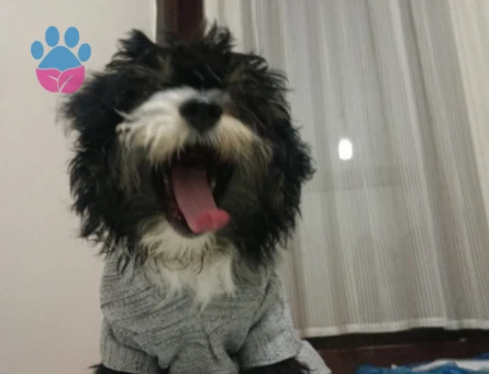 Morkie Oğluma dışı arıyorum