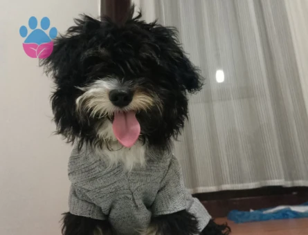 Morkie Oğluma dışı arıyorum