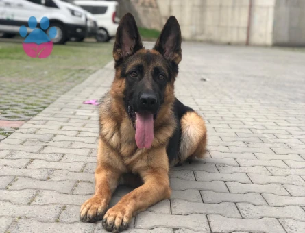 2 yaşındaki Erkek Alman Kurdu Köpeğimiz için Dişi Eş Arıyoruz!