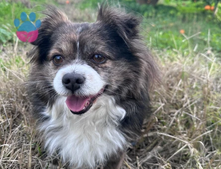 Pomeranian Erkek Köpek — Eş Arıyoruz (İzmir)