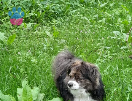 Pomeranian Erkek Köpek — Eş Arıyoruz (İzmir)
