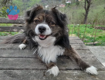 Pomeranian Erkek Köpek — Eş Arıyoruz (İzmir)