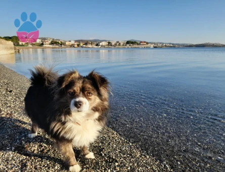 Pomeranian Erkek Köpek — Eş Arıyoruz (İzmir)