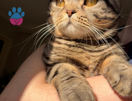 oğlum Sezar'a gelin adayı arıyoruz