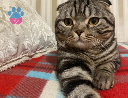 oğlum Sezar'a gelin adayı arıyoruz