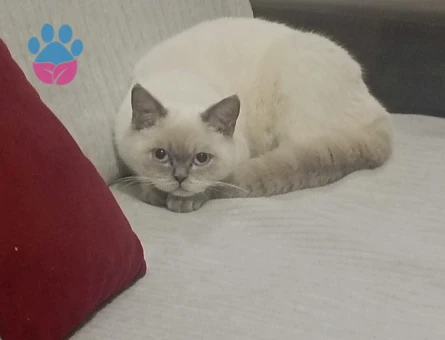 Blue point kızıma eş arıyorum