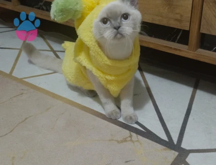 Blue point kızıma eş arıyorum