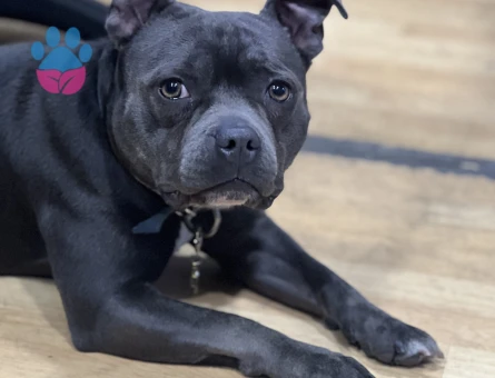 20 aylık kızım eş arıyorum