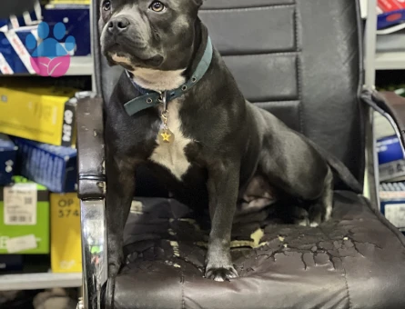 20 aylık kızım eş arıyorum