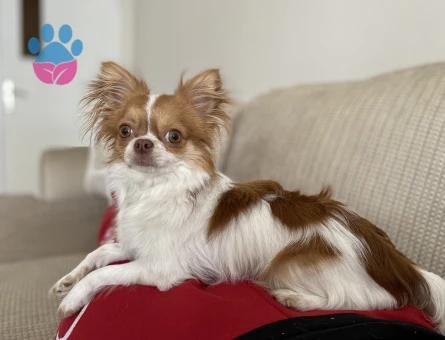 Kibar nazik centilmen oğluma eş