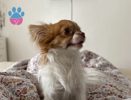 Kibar nazik centilmen oğluma eş