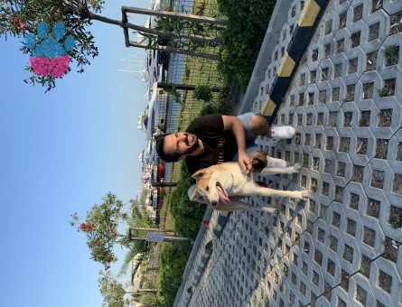 Akita Inu Kızım Kita İçin Eş Arıyorruz