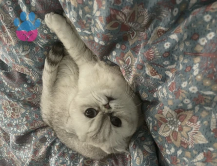 Pamuk scottish fold dişi
