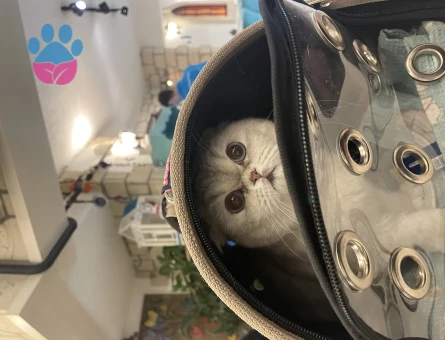 Pamuk scottish fold dişi