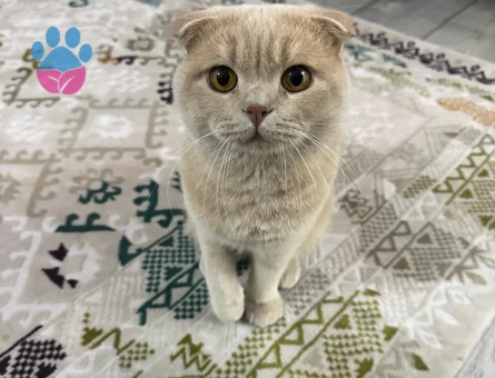 Scottish Fold 1,5 Yaşında Oğlum Eş Arıyor