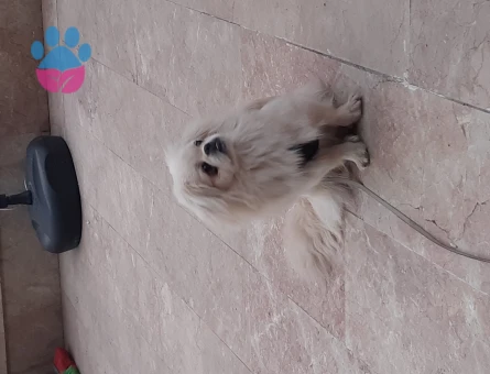 Pekinez Yakışıklı oğluma eş arıyorum