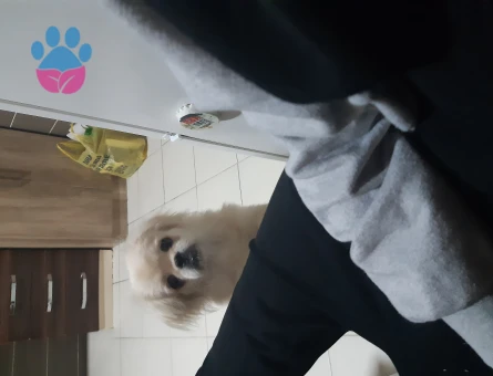 Pekinez Yakışıklı oğluma eş arıyorum