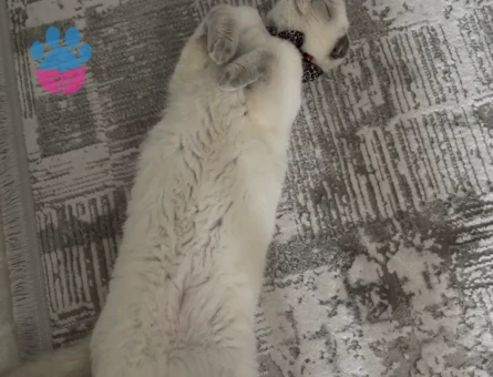 Scotis fold kızıma eş arıyorum