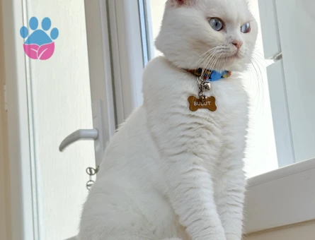 Scottish Fold Yakışıklı Oğluma Eş Arıyorum