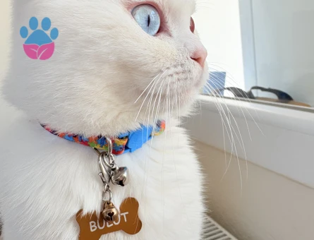 Scottish Fold Yakışıklı Oğluma Eş Arıyorum
