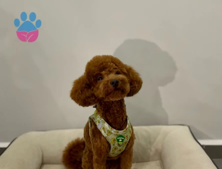 Red Brown oğlumuza eş arıyoruz