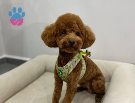 Red Brown oğlumuza eş arıyoruz