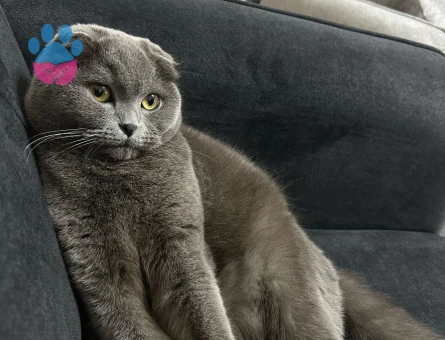 Kızımıza eş arıyoruz