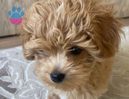 Moltipo Yavrumuza Eş Arıyoruz